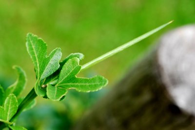 Poncirus trifoliata - citronečník trojlistý - kolcový trn